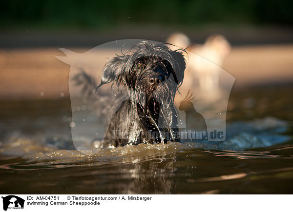 swimming German Sheeppoodle / AM-04751
