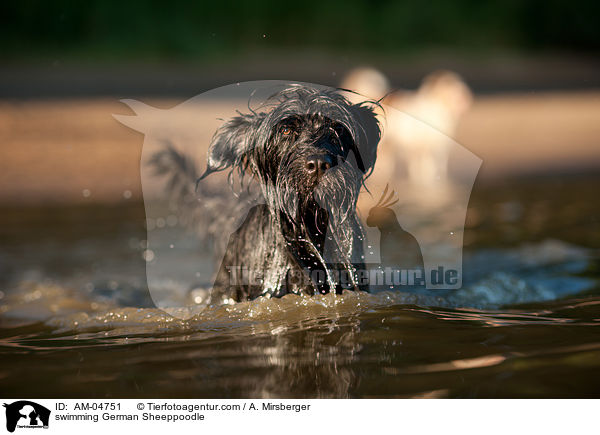 schwimmender Schafpudel / swimming German Sheeppoodle / AM-04751