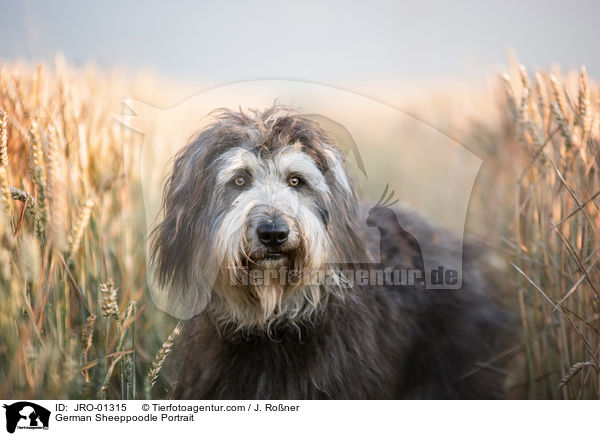German Sheeppoodle Portrait / JRO-01315
