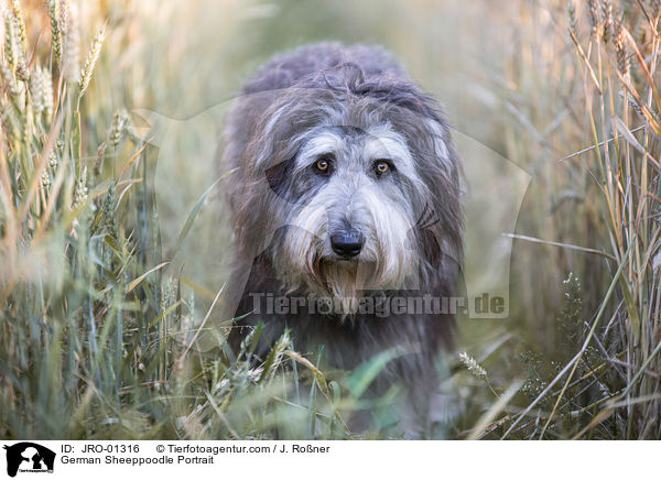 German Sheeppoodle Portrait / JRO-01316
