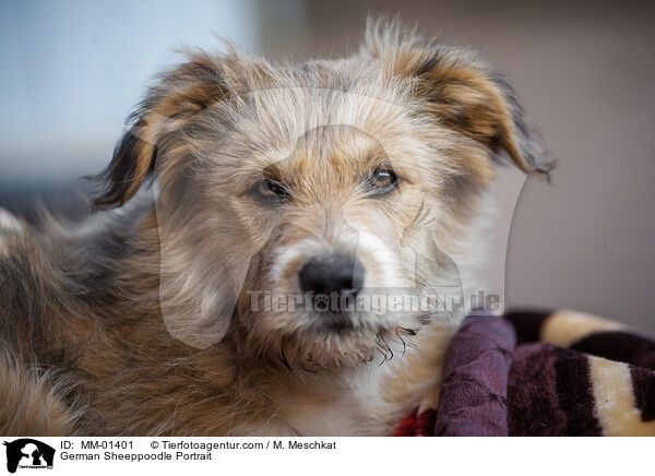 German Sheeppoodle Portrait / MM-01401
