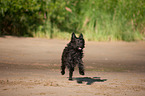 running German Sheeppoodle