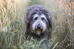 German Sheeppoodle Portrait