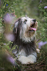 lying German Sheeppoodle