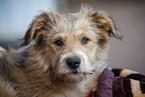 German Sheeppoodle Portrait