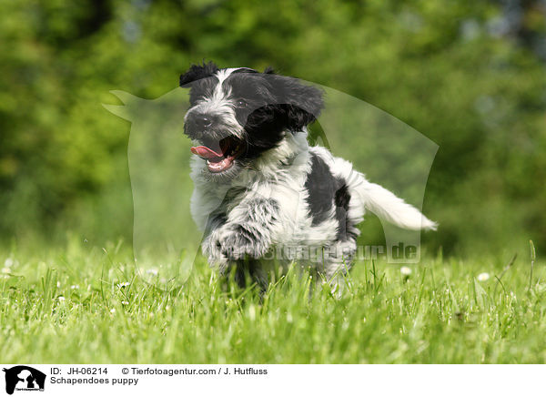 Hollndischer Schapendoes Welpe / Schapendoes puppy / JH-06214