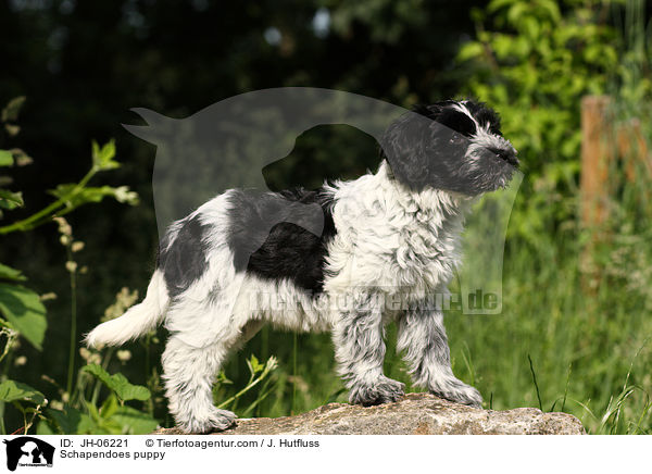 Schapendoes puppy / JH-06221