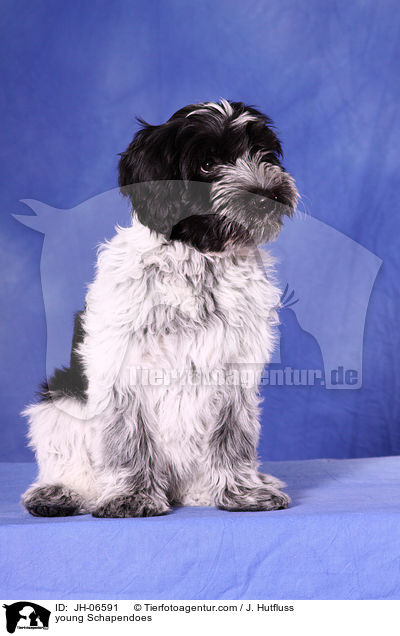 junger Schapendoes / young Schapendoes / JH-06591