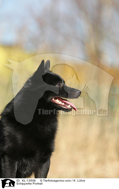 Schipperke Portrait / Schipperke Portrait / KL-13506