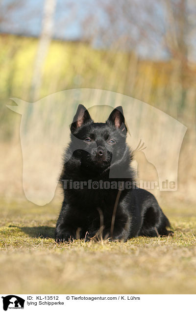 liegender Schipperke / lying Schipperke / KL-13512