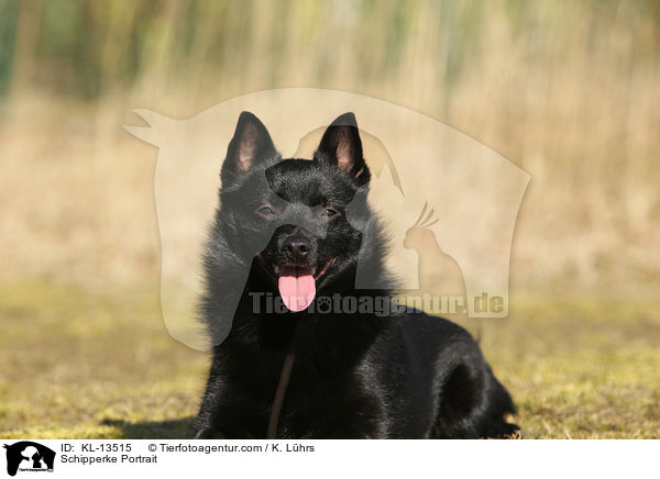 Schipperke Portrait / Schipperke Portrait / KL-13515