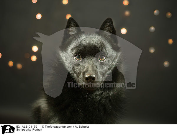 Schipperke Portrait / Schipperke Portrait / ALS-01152