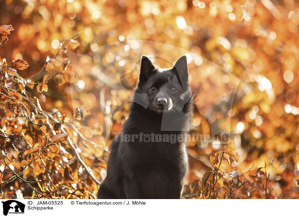 Schipperke / Schipperke / JAM-05525