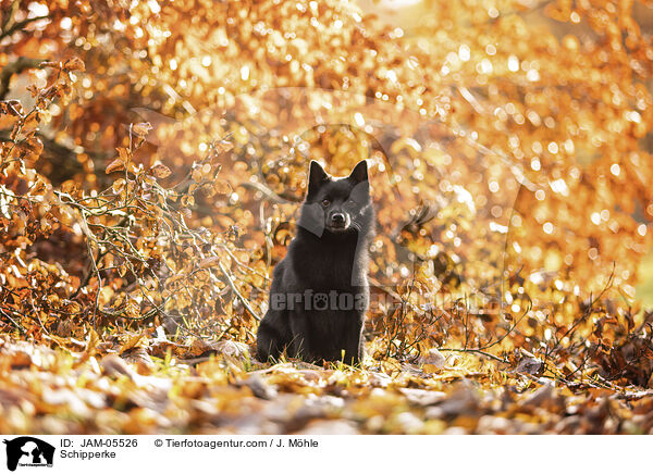 Schipperke / Schipperke / JAM-05526