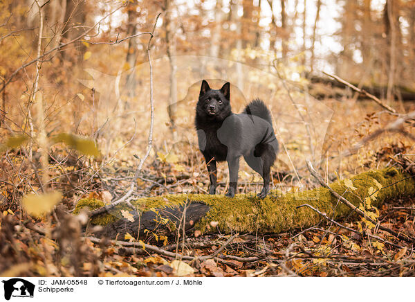 Schipperke / JAM-05548