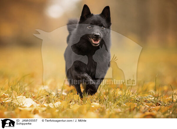 Schipperke / JAM-05557