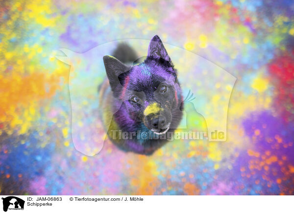 Schipperke / Schipperke / JAM-06863