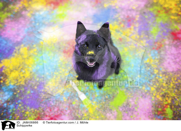 Schipperke / Schipperke / JAM-06866