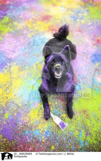 Schipperke / Schipperke / JAM-06868