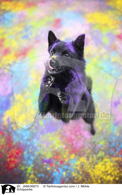 Schipperke / Schipperke / JAM-06873