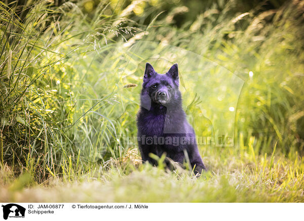 Schipperke / Schipperke / JAM-06877
