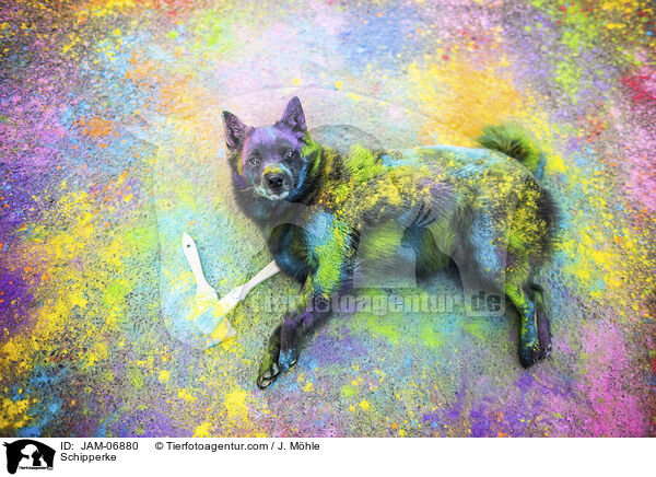 Schipperke / Schipperke / JAM-06880