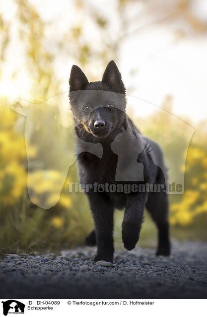 Schipperke / Schipperke / DH-04089
