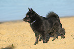 standing Schipperke