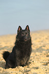 sitting Schipperke