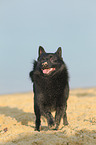 running Schipperke