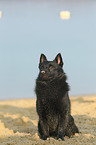 sitting Schipperke