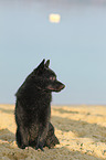 sitting Schipperke