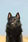 Schipperke Portrait