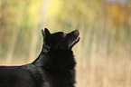 Schipperke Portrait