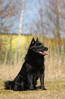 sitting Schipperke