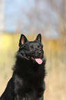 Schipperke Portrait