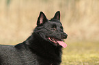 Schipperke Portrait