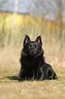 lying Schipperke