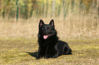 lying Schipperke