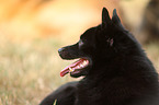 Schipperke Portrait