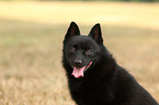 Schipperke Portrait