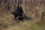 Schipperke