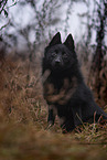 Schipperke