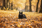 Schipperke