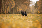 Schipperke