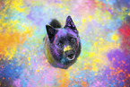 Schipperke