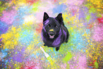 Schipperke