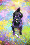 Schipperke