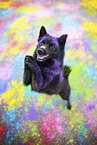 Schipperke