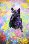 Schipperke